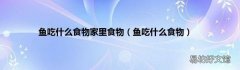 鱼吃什么食物 鱼吃什么食物家里食物