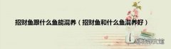 招财鱼和什么鱼混养好 招财鱼跟什么鱼能混养