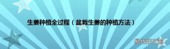 盆栽生姜的种植方法 生姜种植全过程