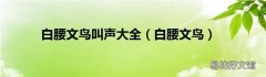 白腰文鸟 白腰文鸟叫声大全