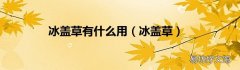 冰盖草 冰盖草有什么用
