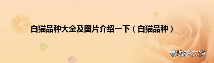 白猫品种 白猫品种大全及图片介绍一下