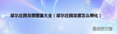 摩尔庄园龙蛋怎么孵化 摩尔庄园龙蛋图鉴大全