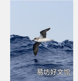 突破性研究揭示海鸟追逐热带气旋