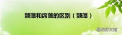 颤藻 颤藻和席藻的区别