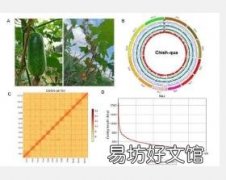解读节瓜揭开栽培葫芦科植物的基因秘密