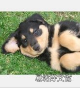 新的基因测试将消除狗的一种遗传性失明
