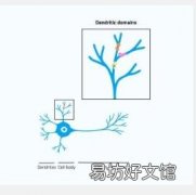 发育中的神经元如何构建微型计算机以增强计算能力