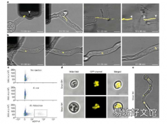 科学家将细菌注入真菌以研究内共生