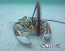 研究发现美洲龙虾种群和栖息地偏好正在发生变化