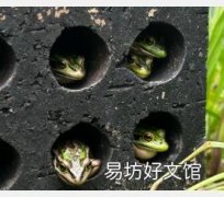 桑拿可能是帮助青蛙抵抗致命真菌感染的关键