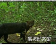 城市化地区附近的人工林支持中小型陆地哺乳动物在天然林之间的迁徙