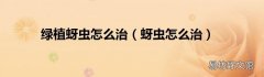 蚜虫怎么治 绿植蚜虫怎么治