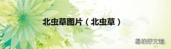 北虫草 北虫草图片
