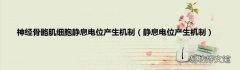 静息电位产生机制 神经骨骼肌细胞静息电位产生机制