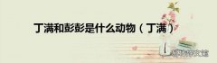 丁满 丁满和彭彭是什么动物