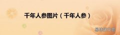 千年人参 千年人参图片