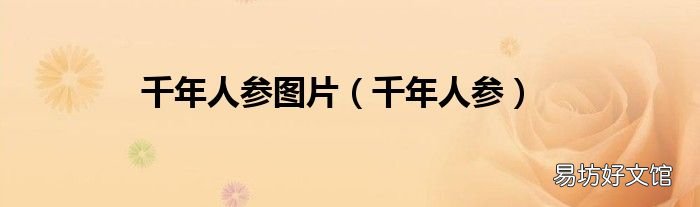 千年人参 千年人参图片