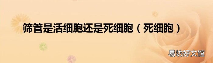 死细胞 筛管是活细胞还是死细胞