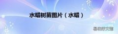水蜡 水蜡树苗图片