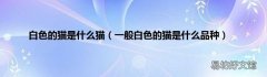 一般白色的猫是什么品种 白色的猫是什么猫