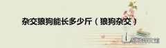 狼狗杂交 杂交狼狗能长多少斤