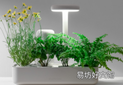 便携式智能农场概念让你可以在家里的任何地方种植蔬菜