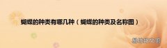 蝴蝶的种类及名称图 蝴蝶的种类有哪几种