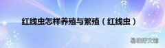 红线虫 红线虫怎样养殖与繁殖
