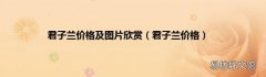 君子兰价格 君子兰价格及图片欣赏