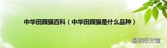 中华田园猫是什么品种 中华田园猫百科