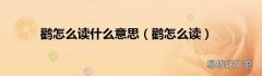 鹳怎么读 鹳怎么读什么意思
