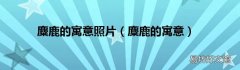 麋鹿的寓意 麋鹿的寓意照片