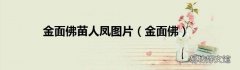 金面佛 金面佛苗人凤图片