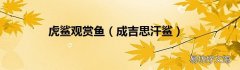 成吉思汗鲨 虎鲨观赏鱼