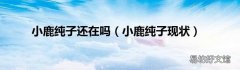 小鹿纯子现状 小鹿纯子还在吗