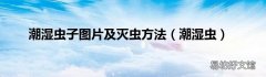 潮湿虫 潮湿虫子图片及灭虫方法