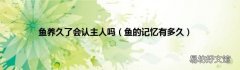 鱼的记忆有多久 鱼养久了会认主人吗