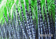 清明节的甘蔗不能吃吗