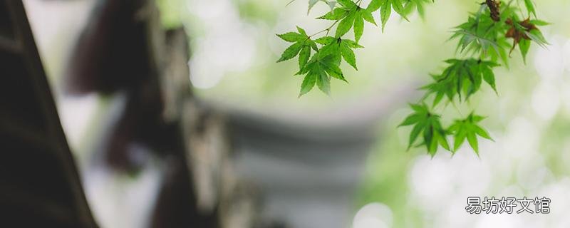 清明节为什么要扫墓呢 清明节扫墓买什么花