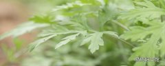 青团艾草是茼蒿吗 青团是艾草做的吗
