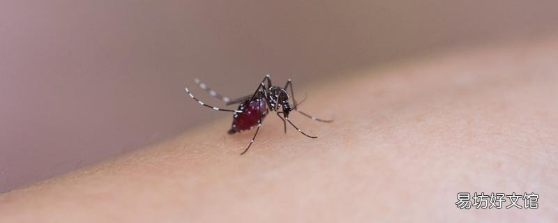 春天的蚊子毒性大吗 蚊子会传播新型冠状病毒吗