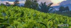 清明茶一般什么时候出来 喝清明茶有什么好处