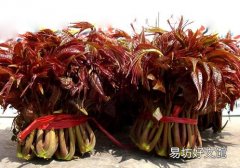 香椿没有烫怎么办 香椿怎么烫比较好