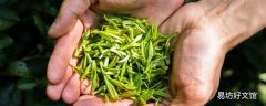 清明茶的功效与作用 喝清明茶能减肥吗