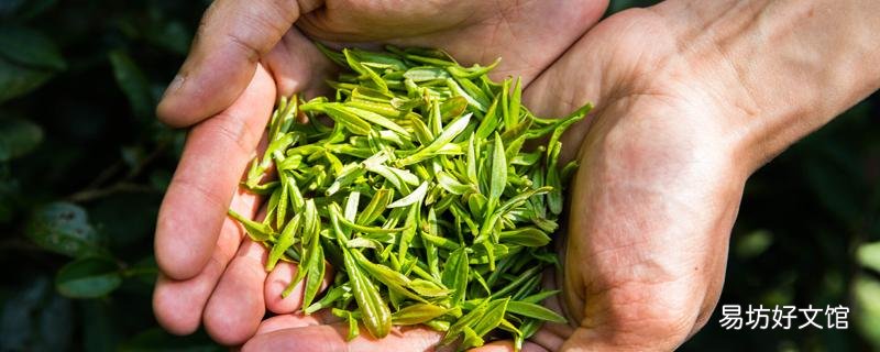 清明茶的功效与作用 喝清明茶能减肥吗