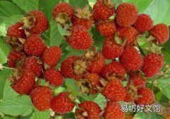 怀孕的女人吃野草莓有什么影响 野草莓的其它作用