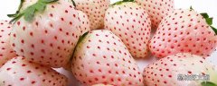 菠萝莓和白草莓的区别 菠萝莓为什么没人买