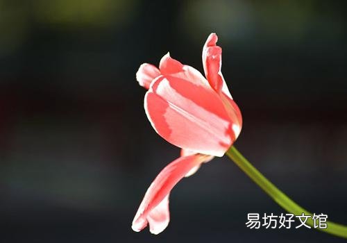 清明节是几月几日农历还是阳历