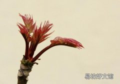 香椿可以祛斑吗 香椿祛斑怎么做